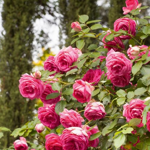 Roz - Trandafir copac cu trunchi înalt - cu flori teahibrid - coroană curgătoare